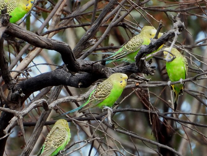 Budgerigar Goschen 10-12 2