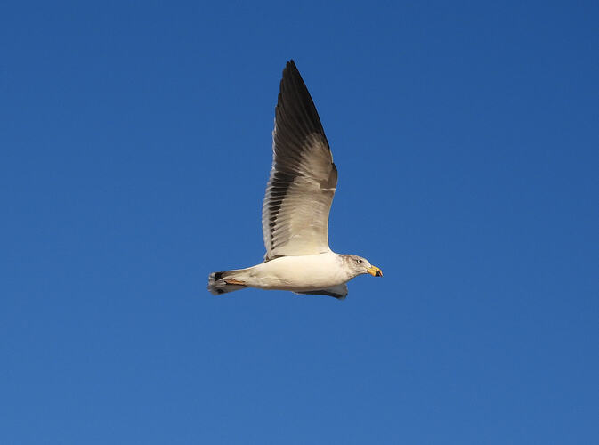 Pacific Gull Lake Bunga Beach 6-6-26