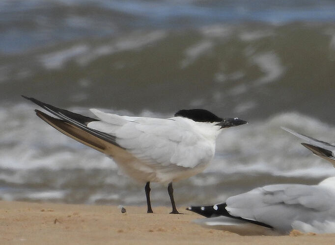 Australian tern Stockyard Point 4-4-26 1