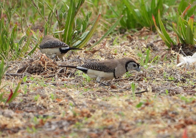 Double-barred Finch Glenrowan 11-1 3