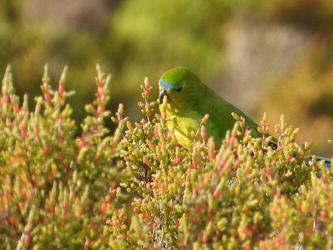 Orange-bellied Parrot female WTP 8-8-26 3