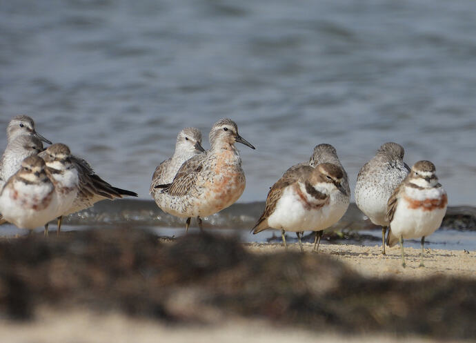 Red Knot Stockyard Point 15-7-26 1