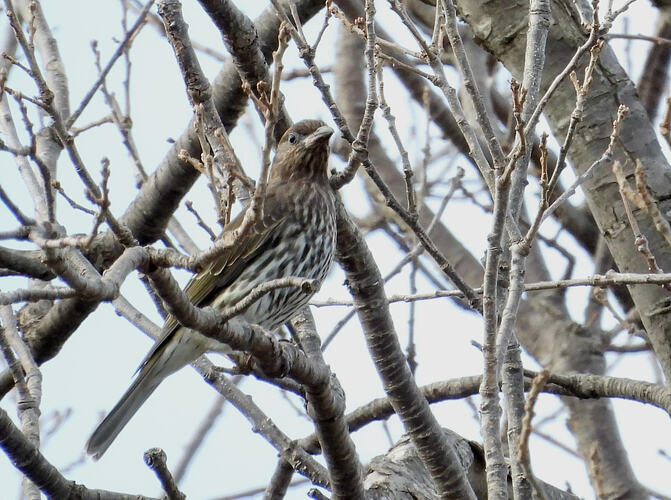 Figbird Metung 6-6-26 1