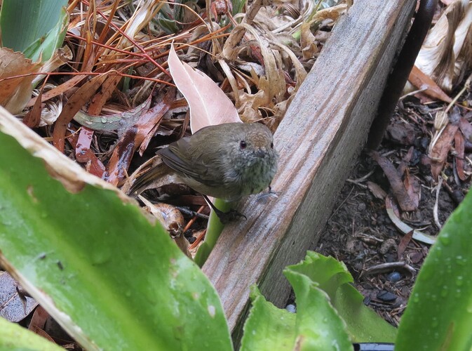 Brown thornbill best so far