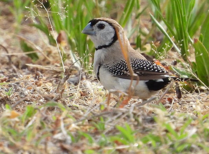 Double-barred Finch Glenrowan 11-1 1