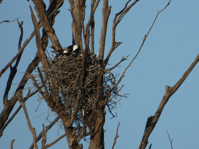 Magpie chicks in Nest Macs Rd 15-9-26 1