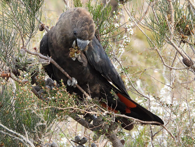 Glossy Black Cockatoo Langwarring FFR 25-9-26 1