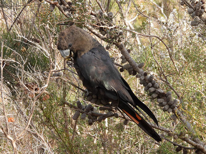 Glossy Black Cockatoo Langwarring FFR 25-9-26 3