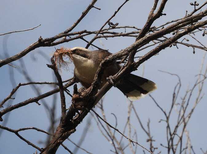 Grey-crowned Babbler Kerang 13-9-26 2(1)