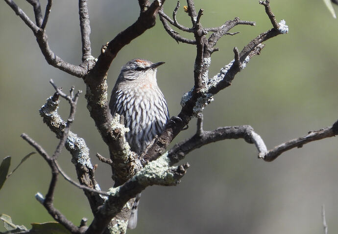 White-browed treecreeper Yarrara 16-9-26 1(1)