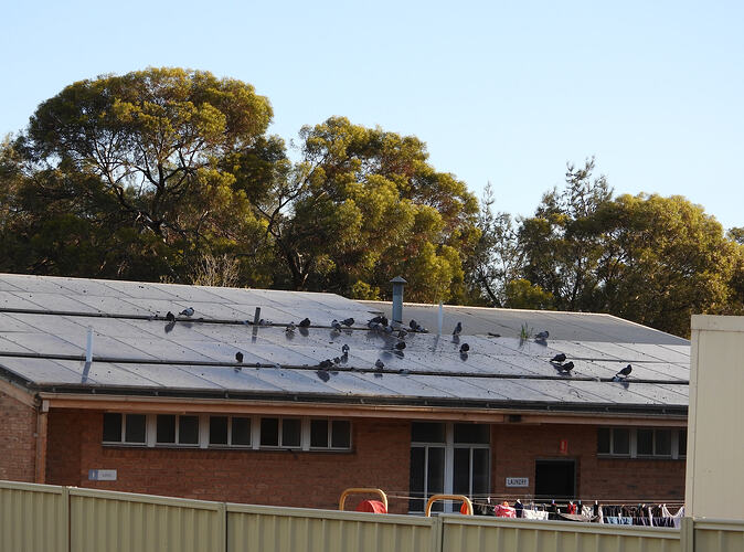 Rock Doves Red Cliffs