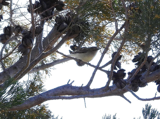 Western Gerygone Hattah 17-9-26 1