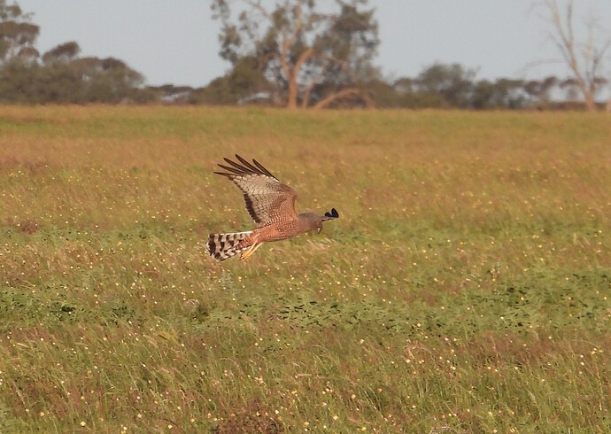 Spotted Harrier Meridien Rd 15-9-26 crop