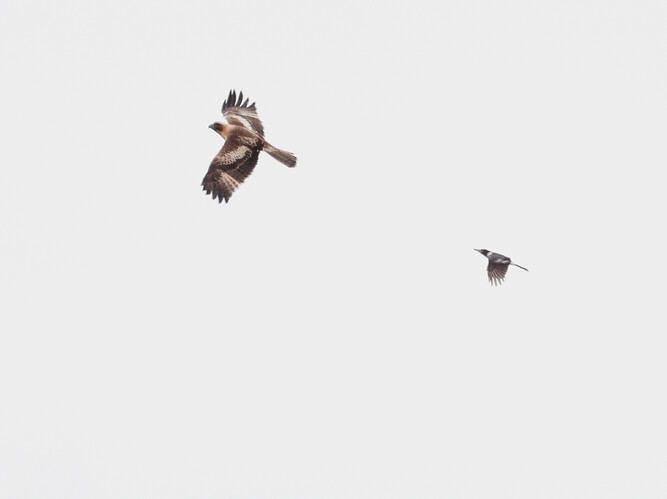 Little Eagle and grey butcherbird Hattah 14-9-26 2