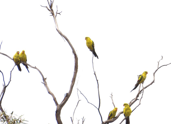 Regent Parrot Boonoonar Rd Carwarp 14-9-26 2