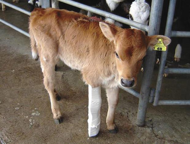 calf bandage