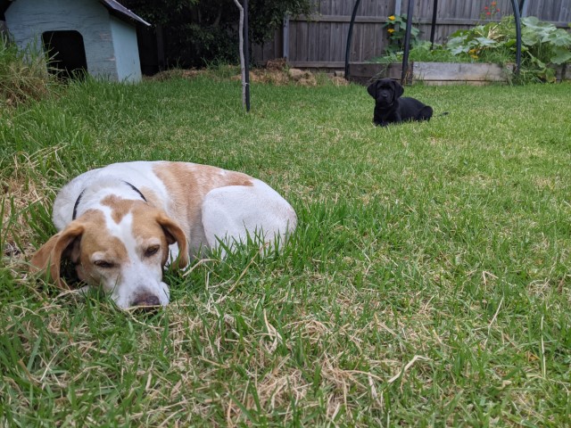 20210221_JetStalkingAussie (Small)