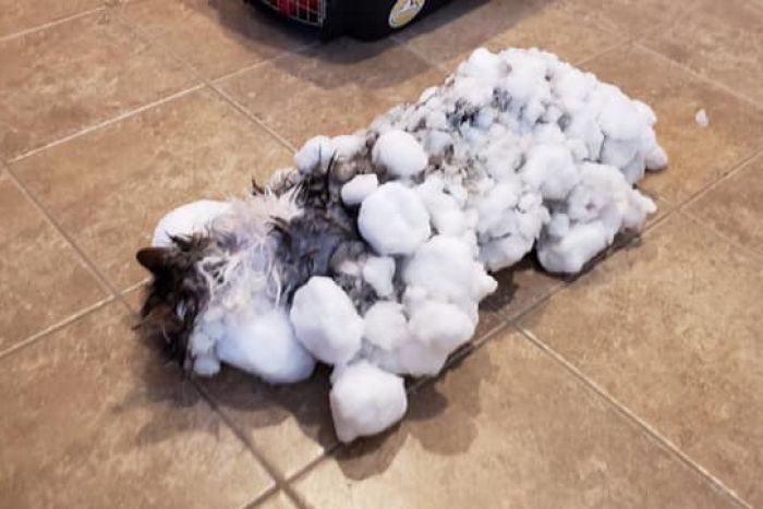 A cat covered in snowballs lying on a tiled floor.|700x467