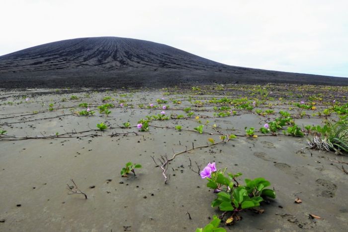 Green vine-like plants with pinky-purple flowers snaking over black sand with a volcanic cone in the background|700x467