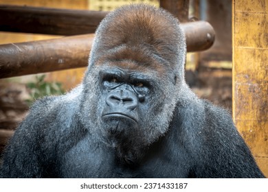 angry-gorilla-looking-human-like-260nw-2371433187