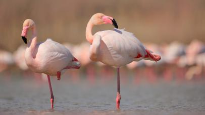 Flamingos