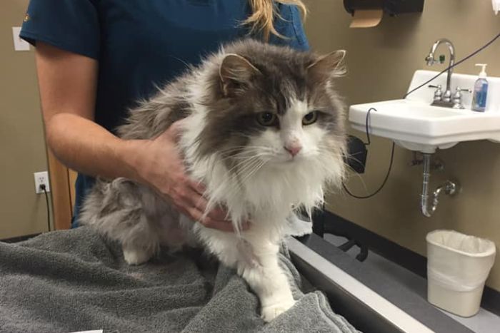 A fluffy cat sits on a vet table as a woman holds it.|700x467