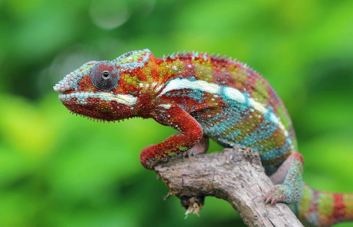 261803-1600x1030-fun-chameleon-facts-4