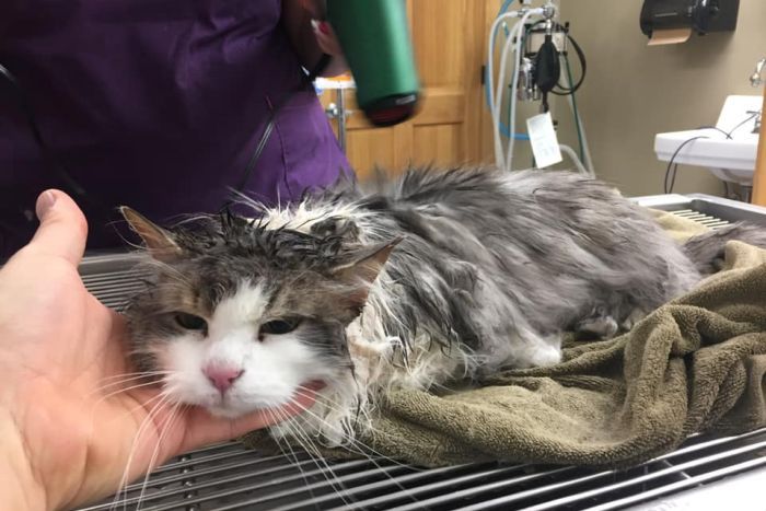 A damp cat has its head held up as someone warms it with a hair blow dryer in room at a vet surgery.|700x467