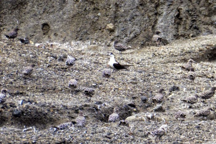 A mature sooty tern surrounded by dozens of sooty tern chicks standing on a volcanic crater|700x467