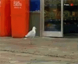 seagull-stealing