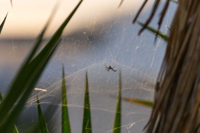 a spider sits in a domed spider web, with sunlight in the background.