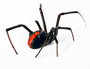 redback-spider-2